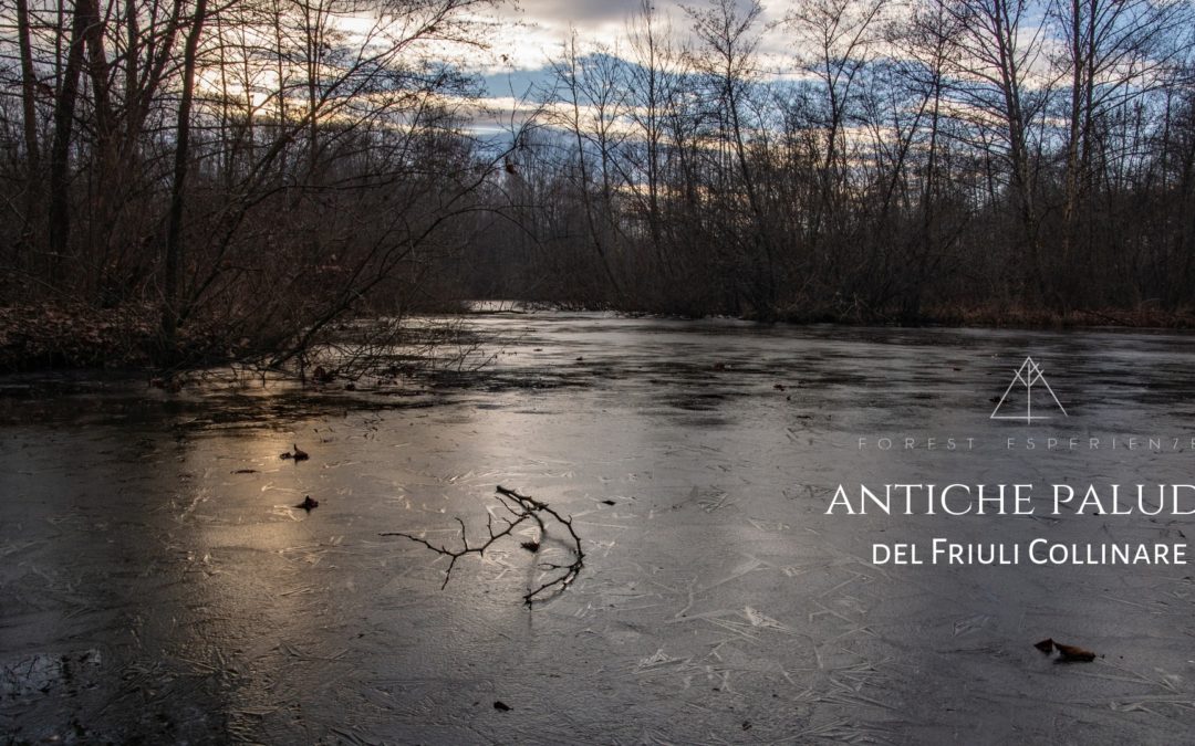 Passeggiata alla Torbiera di Borgo Pegoraro