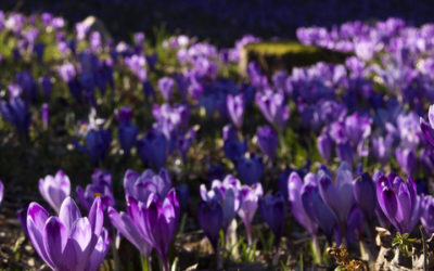 Riparte il ciclo dell’anno: Primavera in arrivo!
