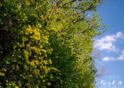 ginestre gialle sulle rocce durante l'escursione nelle prealpi carniche