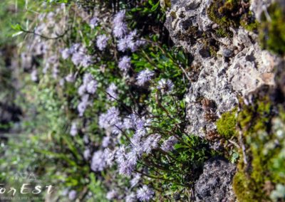 globularia cordifolia specie tipica delle rupi e dei prati magri