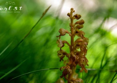 Neottia nidus avis nido d'uccello orchidea saprofita