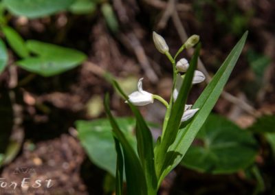 Orchidee spontanee del bosco orchidea cephalantera longifolia bianca