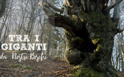 Tra i giganti dei nostri boschi… sul Monte Nebria: Racconto dell’Esperienza