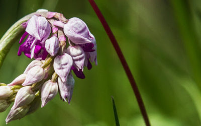Alla ricerca della Primavera