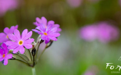 Nel cuore della primavera
