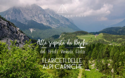 Tra i Lariceti delle Alpi Carniche: Racconto dell’Esperienza