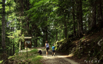 Alla scoperta delle foreste vetuste del Cansiglio: Racconto dell’Esperienza