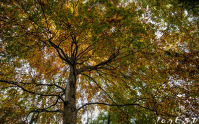 Tra Faggi e Castagni secolari – Racconto dell’Esperienza