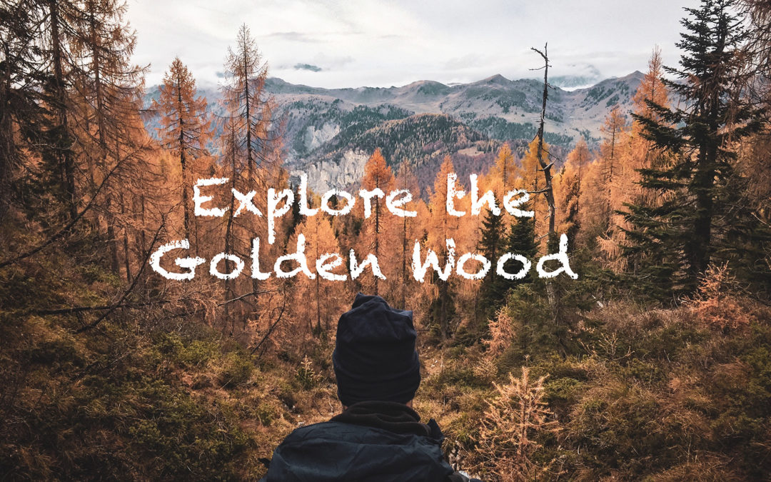 Explore the Golden Wood