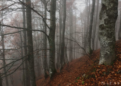 Il Bosco Incantato