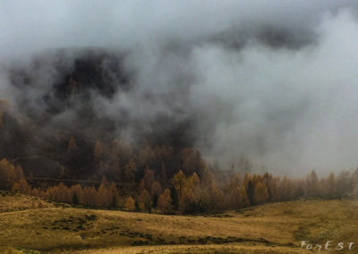 Boschi d'oro... e di nebbia