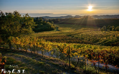 I colori dei Colli Orientali – Racconto dell’Esperienza