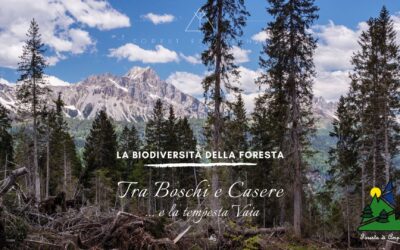 Escursione nella biodiversità tra le casere Nauleni e Colmajer