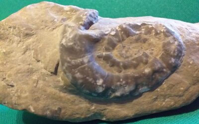 La storia di Francesco: giovani paleontologi crescono!
