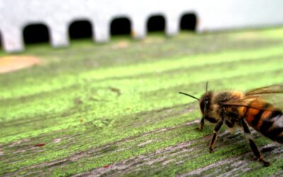 Rubrica di agroecologia – Di miele, api e pollini