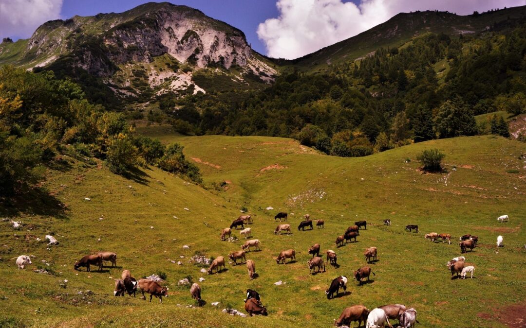 Rubrica di agroecologia – Erba e latte km0 –