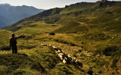 Rubrica di agroecologia – Dai capannoni ai pascoli