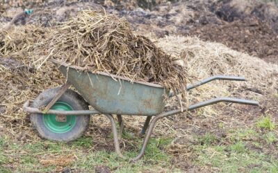 Rubrica di agroecologia – Dal letame nascono i fiori