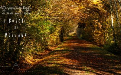Passeggiata nei Boschi Planiziali di Muzzana