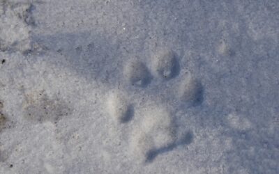 Rubrica Impronte animali – Le impronte di cani e gatti (selvatici!)