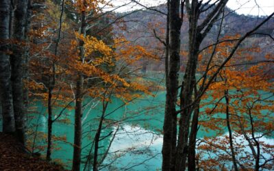 BIOΔ4 – Nella Biodiversità della Foresta di Ampezzo