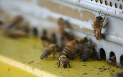 Come se la passa Stardust?