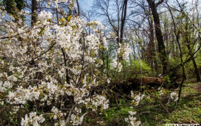 L’ultima fioritura