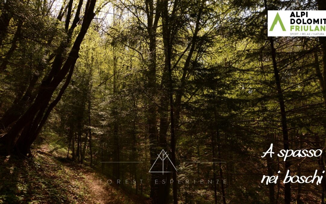 Camminata per famiglie tra i boschi del Cuel Budin