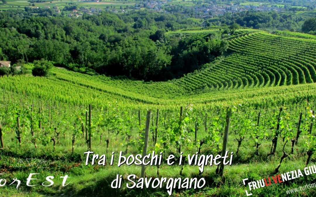 Escursione guidata – I boschi di Savorgnano