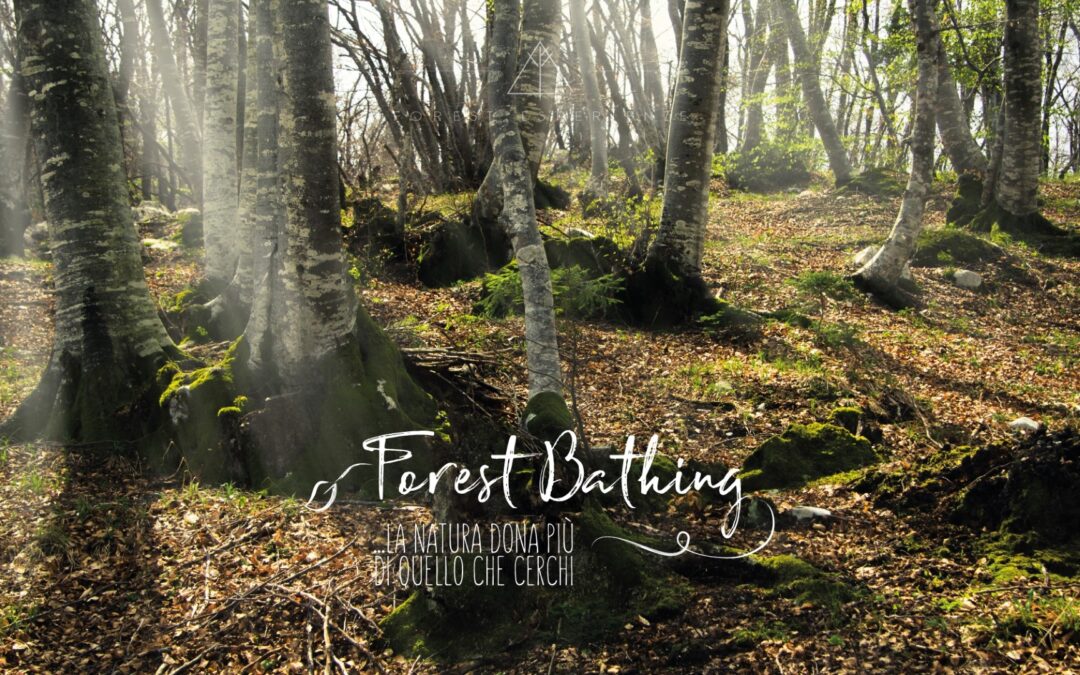 ForEst Experience tra boschi e torbiere