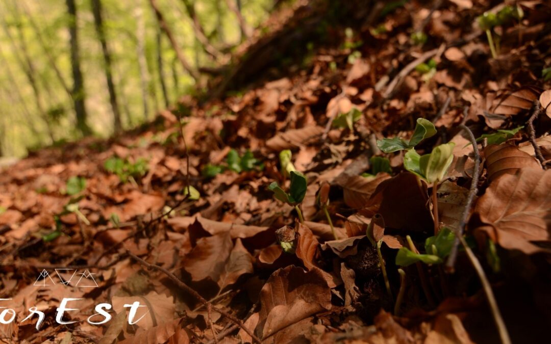 Come sto affrontando la crisi climatica?