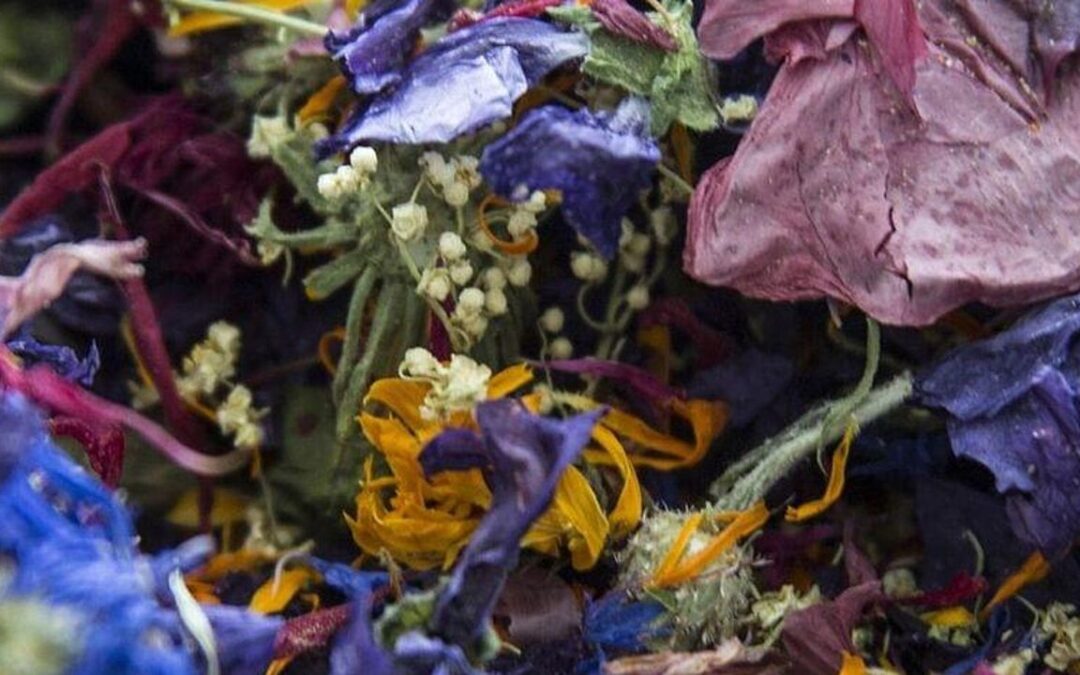 Cercivento – Camminata e degustazione con le erbe officinali “Saut”