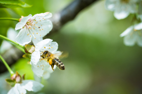  Figura 4: ape bottinatrice con polline su fiore di ciliegio.