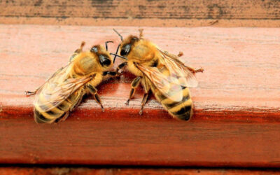 1 anno di Radio Stardust