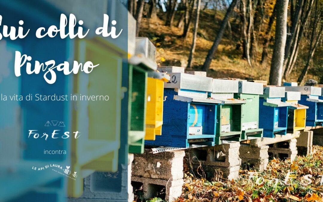 Sui colli di Pinzano: la vita di Stardust in inverno