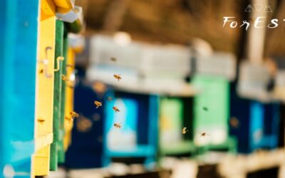 La vita delle Api di Laura in inverno