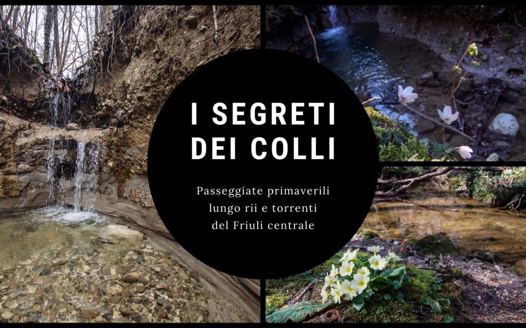 I Segreti dei Colli – Escursioni selvatiche lungo i rii del Friuli Centrale