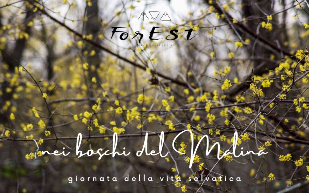 Escursione tra colori e profumi dei boschi del Malina