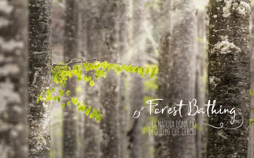 Forest Bathing di Primavera